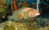 Tiger Grouper
